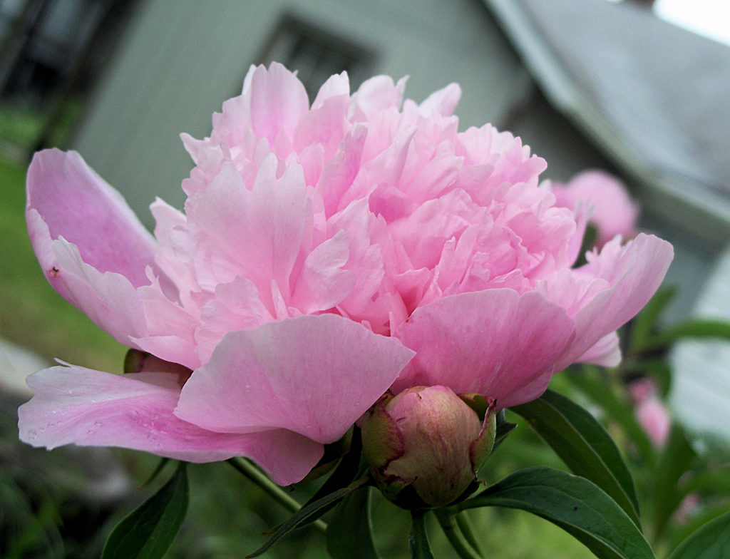 Peonies